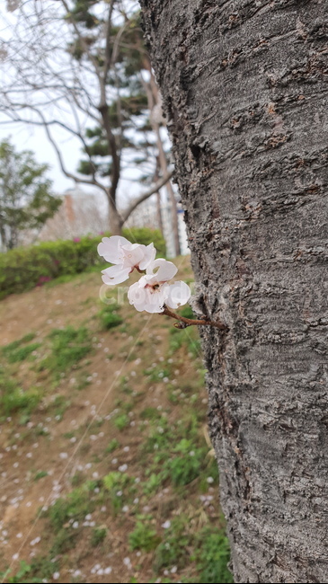 벚꽃,벚나무,꽃,식물,plant,tree,나무,treetrunk,나무줄기