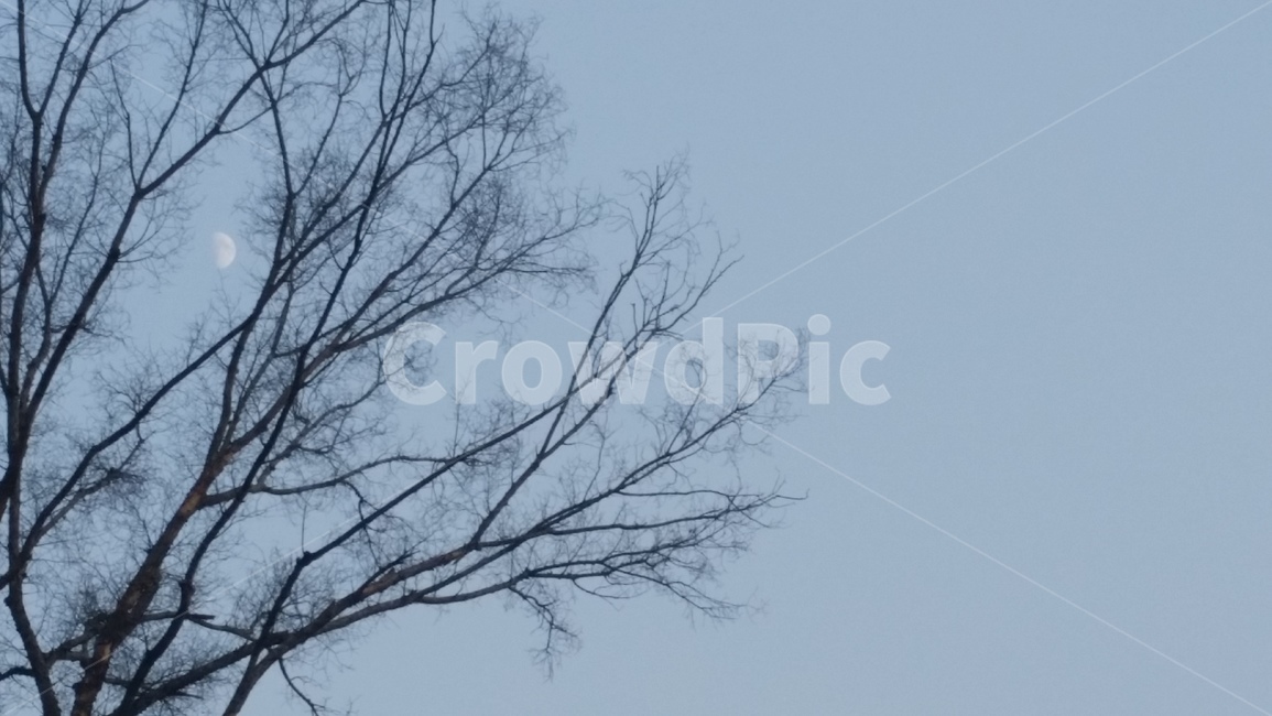 나무,하늘,나뭇가지,달,낮달,반달,마른가지,앙상한나무,마른나무,tree,sky,moon,branch,bough,twig,halfmoon,moonlight,midnight