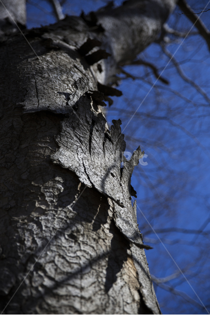 식물,나무,자연,겨울,파란,식물,자연,plants,nature,나무,trees,wood