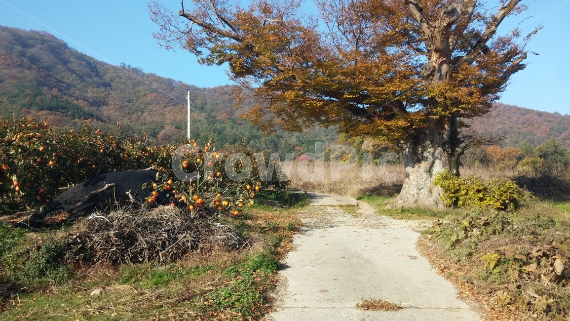 가을,시골,느티나무,시골길,감나무,가을풍경,autumn,country,zelkova,persimmon,fall,무르익어가는,황금빛,zelkovatree,나무,풍경,자연,전경