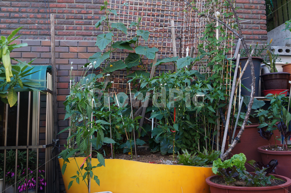 골목,동네,화분,식물,narrowpath,flowerpot,plants,실내용화초,화분,화초,house plant