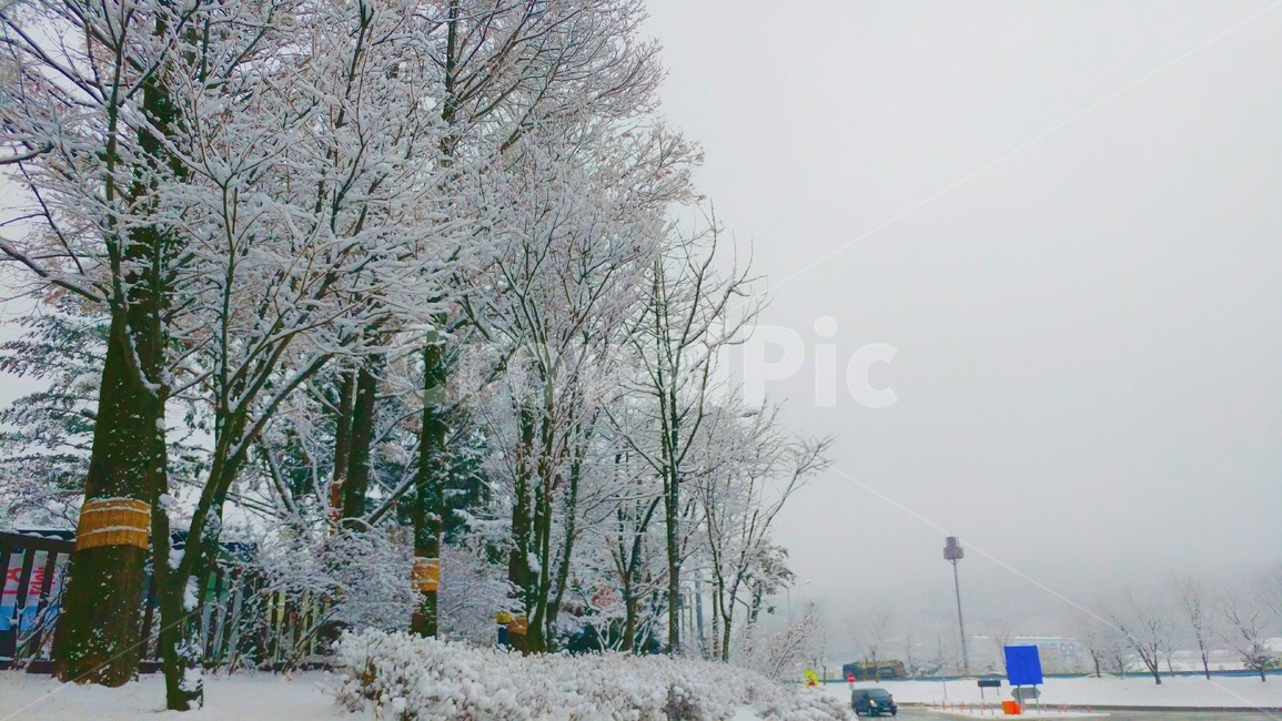 눈,눈꽃,snow,겨울,나무