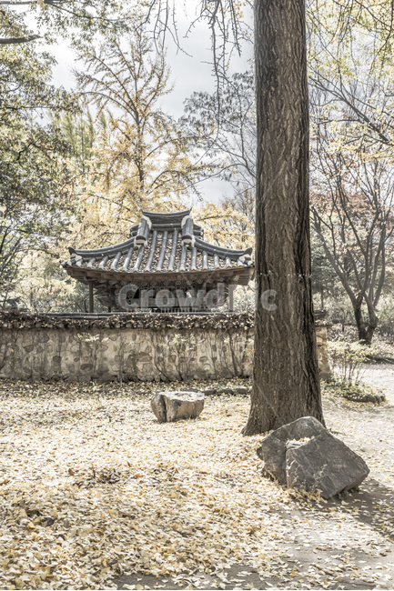 가을,낙엽,담장,담벼락,사당,고목,가을,계절,fall,autumn,season,한국전통,한국문화,korean traditional,korean culture,tree,나무,plant,식물