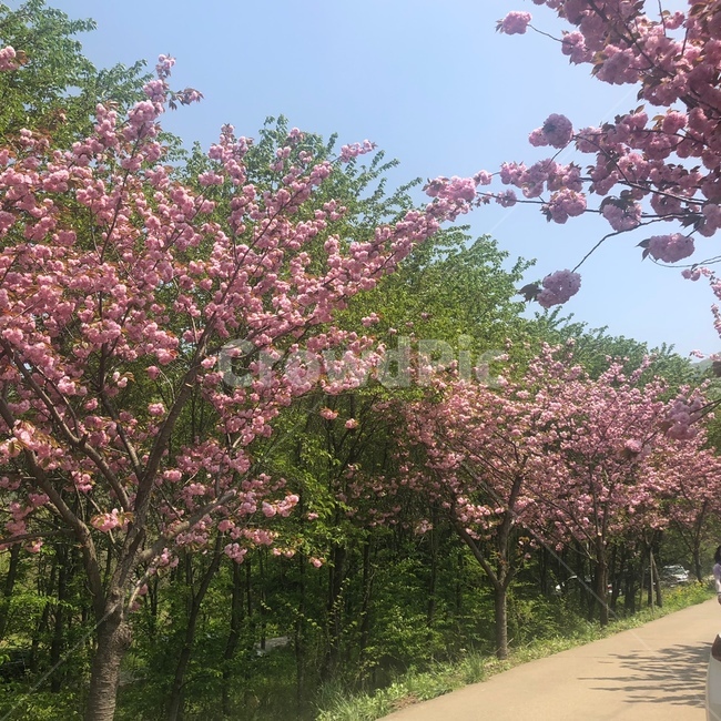 겹벚꽃,왕벚꽃,봄꽃,벚꽃나무,벚꽃,자연,하늘,나무,꽃길,flower,사쿠라,분홍겹벚꽃,분홍꽃,문수사벚꽃,서산왕벚꽃