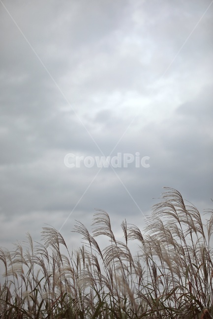갈대,reed,plant,식물,구름,하늘,바람,가을,계절,fall,autumn,season,자연,풍경,nature,landscape,grass,잔디,lawn