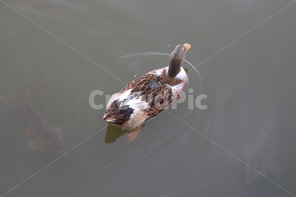 오리,동물,자연,수영,물,duck,ahiru,animal,doubutsu,nature,swimming,suie,water,mizu,잉어,carp,koi,동물,animal,조류,새,birds