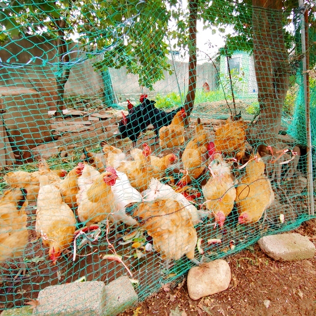 닭,시골,풍경,모이,벼슬,동물,animal,조류,새,birds,산업,industry,industrial,목축업,목장,livestock farming,ranching,pasture