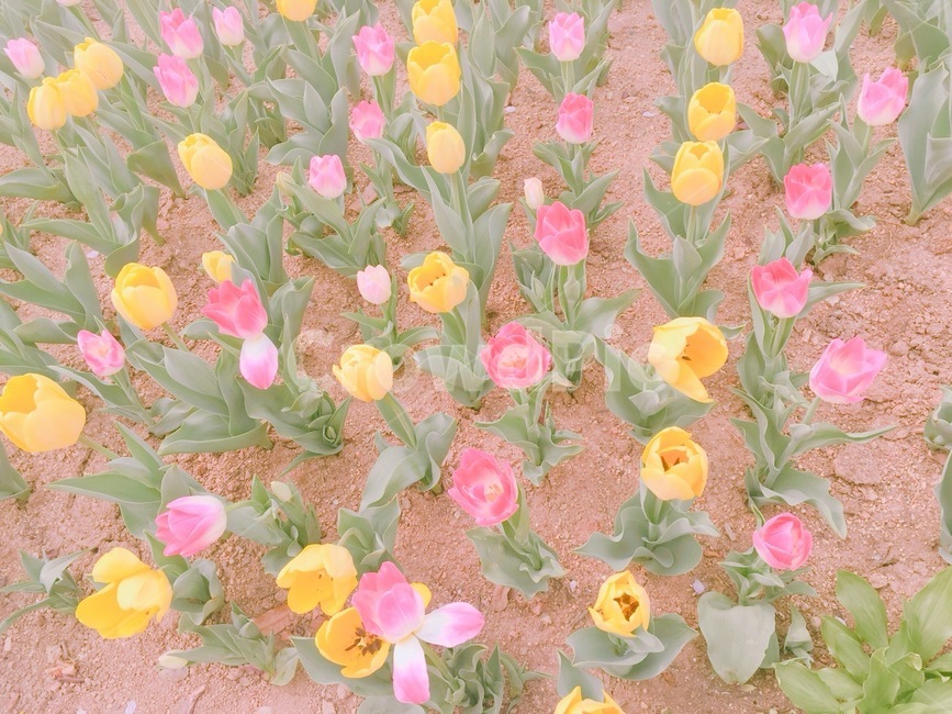 꽃,튤립,식물,plant,tulip,노란색,분홍색,노란꽃,분홍꽃,봄,봄꽃,꽃밭,튤립밭,꽃배경