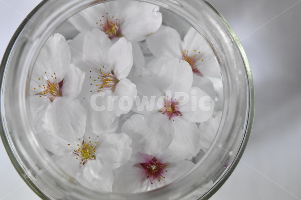 벚꽃,cherryblossoms,유리병,꽃잎,glassjar,꽃,물,jar,glass,flower,petal,petals,petalsonthewater,flowersonthewater,water,flowers,flowersinaglassjar,물위의꽃,물위의꽃잎,유리병안의꽃,꽃,flower