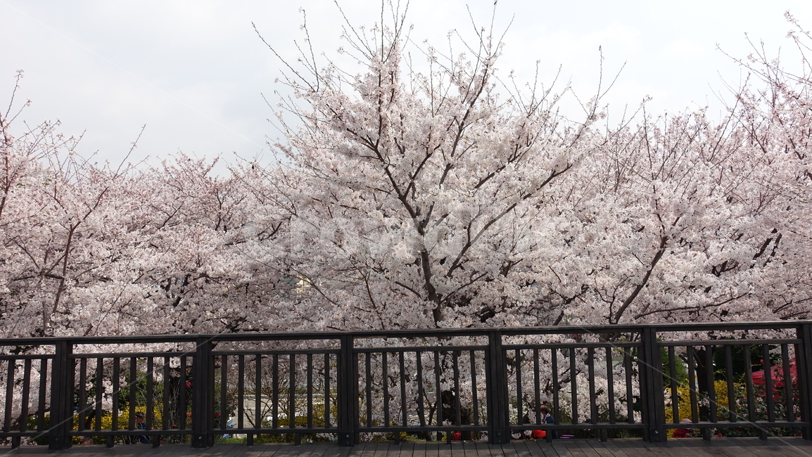삼락강변,벚꽃,봄풍경,봄꽃,꽃,데크,봄,계절,spring,season,자연,풍경,nature,landscape,plant,식물