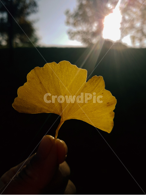 은행잎,가을,햇빛,노랑,손,가을,계절,fall,autumn,season,flare,플레어,light,빛