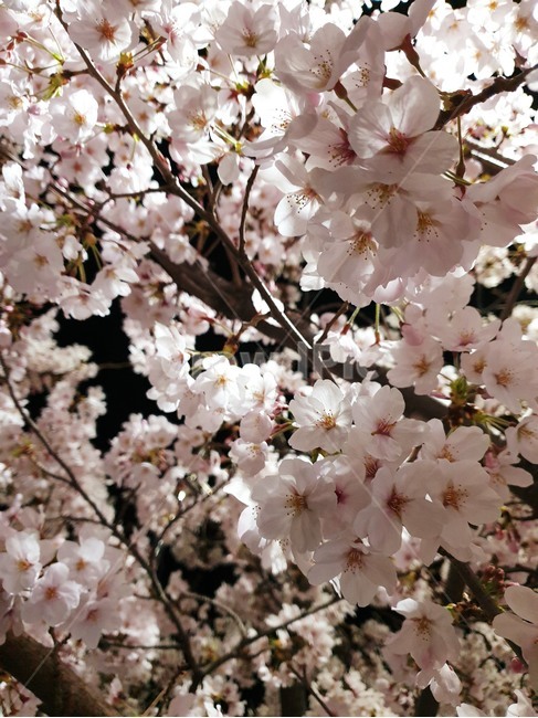 꽃,벚꽃,flower,저녁꽃,꽃나무