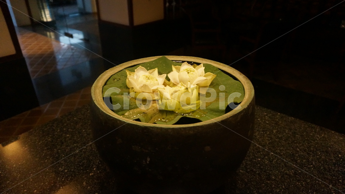 plant,식물,연꽃,화분,꽃