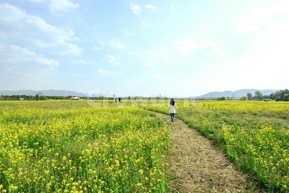 하중도,유채꽃,대구,대구광역시,대구하중도,봄,계절,spring,season,자연,풍경,nature,landscape,한국자연풍경,한국자연경관,korea nature landscape,grassland,목초지,field,들,outdoors,옥외,person,사람,human,인간,farm,농장,rural,농촌,meadow