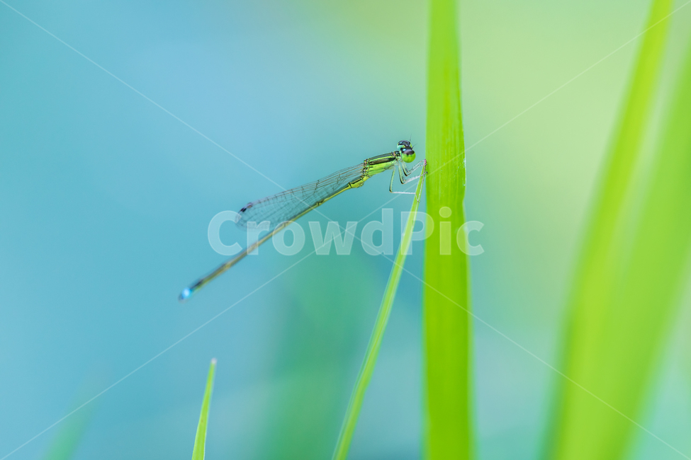 잠자리,실잠자리,자연,곤충,여름,접사,여름,계절,summer,season,곤충,벌레,insect,bug,animal,동물,invertebrate,무척추 동물,dragonfly,anisoptera,아니 소프 테라