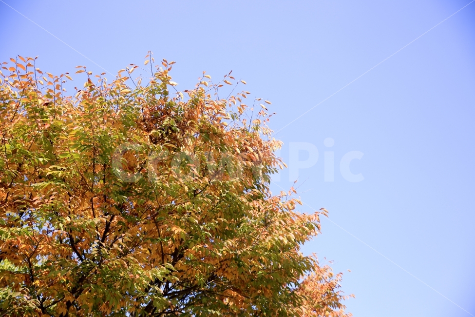 나무,하늘,가을,단풍,색감,청명,천고마비,산책,가을,계절,fall,autumn,season,식물,자연,plants,nature,나무,trees,wood,tree,plant,leaf,잎,maple