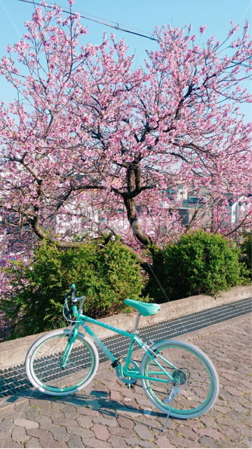 bicycle,bike,자전거,식물,꽃,봄,컬러,색감,자연,나무,하늘,야외,공원,벚꽃