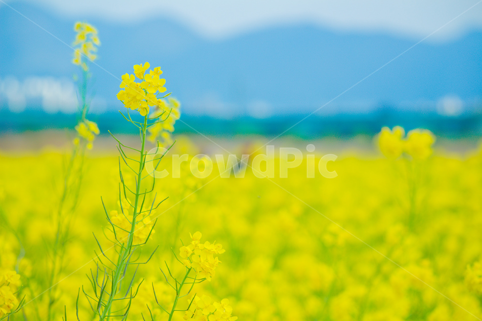 꽃,노란꽃,유채꽃,감성사진,풍경,봄,계절,spring,season,식물,자연,plants,nature,꽃,flower