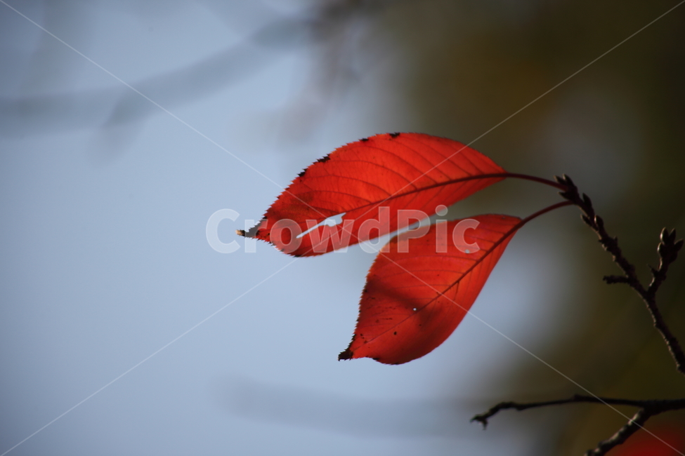 잎,단풍,벚나무잎,redleaves,leaf,가을,계절,fall,autumn,season,veins,정맥,plant,식물