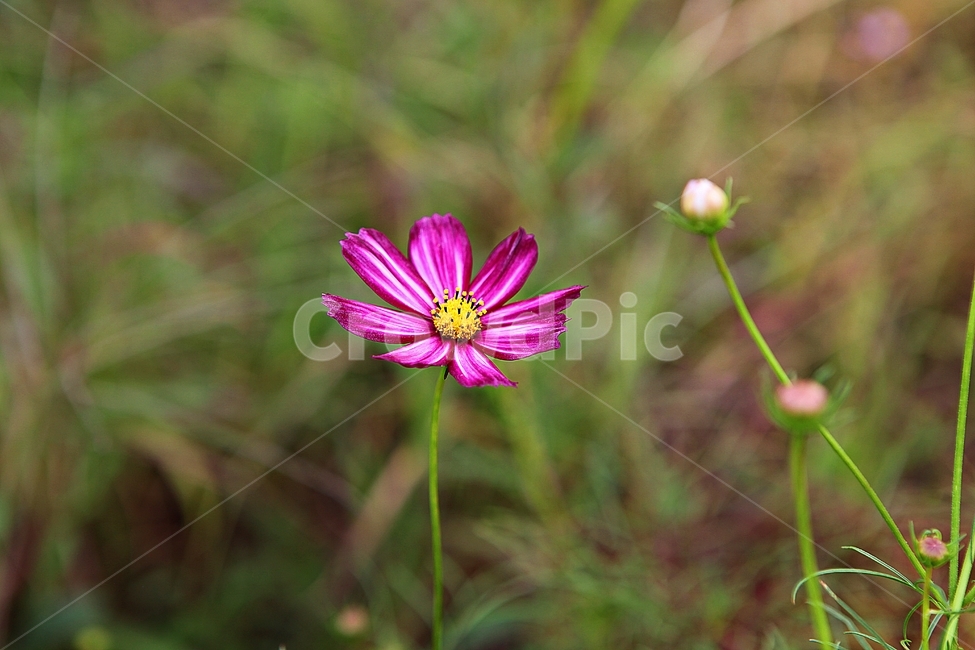 코스모스,꽃,꽃잎,가을꽃,가을,공원,잎,꽃밭,자연,식물,가을,계절,fall,autumn,season,식물,자연,plants,nature,꽃,flower,plant