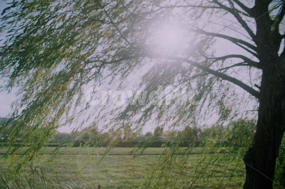 필름,필름사진,햇살,햇빛,나무,자연,하늘,식물,자연,plants,nature,나무,trees,wood,감성,sensible,feeling