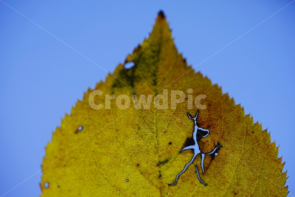 단풍,단풍잎,나뭇잎,가을,나무,고양이,캣츠,가을,계절,fall,autumn,season,leaf,잎,plant,식물,veins,정맥