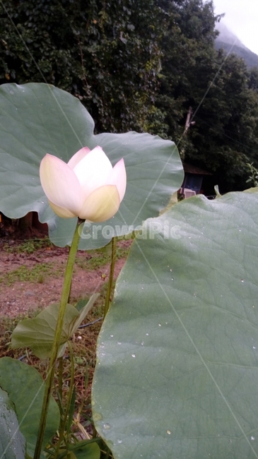 연꽃,연,식물,녹색,자연,꽃,연잎,식물,자연,plants,nature,꽃,flower