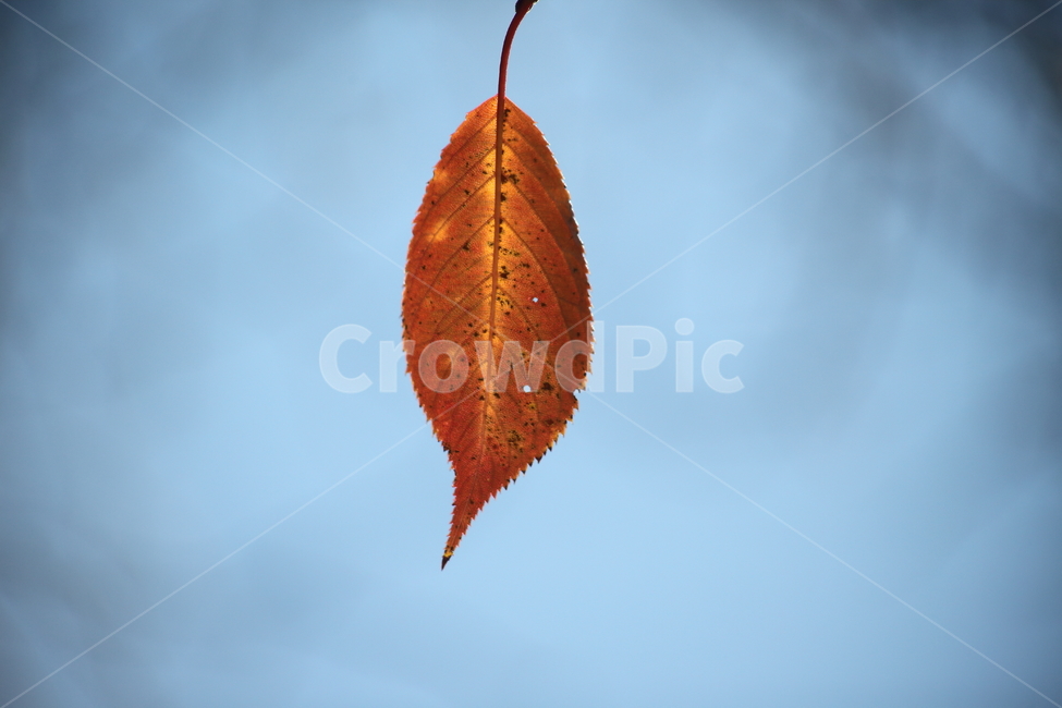 leaf,잎,단풍,plant,redleaves,가을,한잎