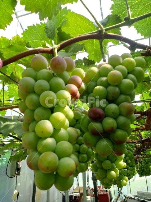포도,과일,열매,거봉,식물,과일,열매,fruit