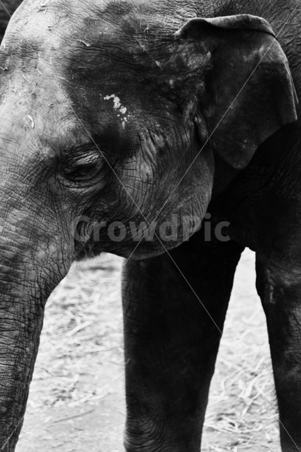 코끼리,흑백사진,코끼리사진,동물,동물사진,동물원,흑백,동물,animal,포유류,mammal,흑백,모노톤,monochrome,black and white