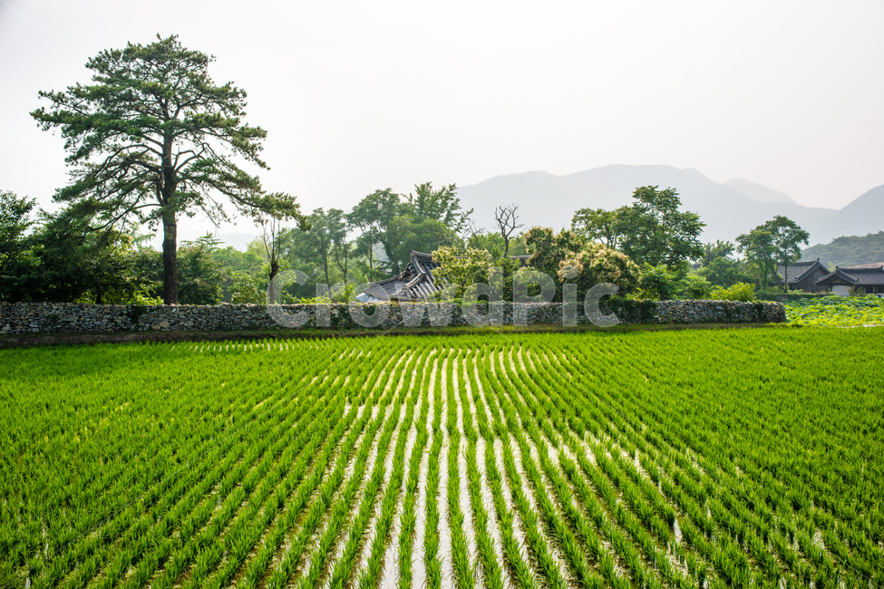 한국,아산시,외암민속마을,민속,전통,시골,한옥,외암마을,자연,풍경,nature,landscape,한국전통,한국문화,korean traditional,korean culture,건축물,건물외관,exterior,building,structure,architecture,construction,paddy field,패디 필드,grassland,목초지,outdoors,옥외,field,들