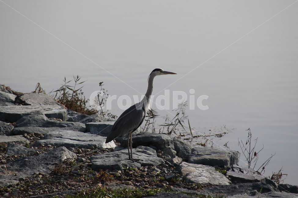 왜가리,새,대형조류,야생동물,heron,동물,animal,조류,새,birds