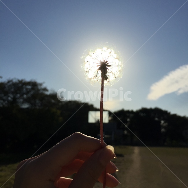 태양,민들레,꽃,자연,하늘