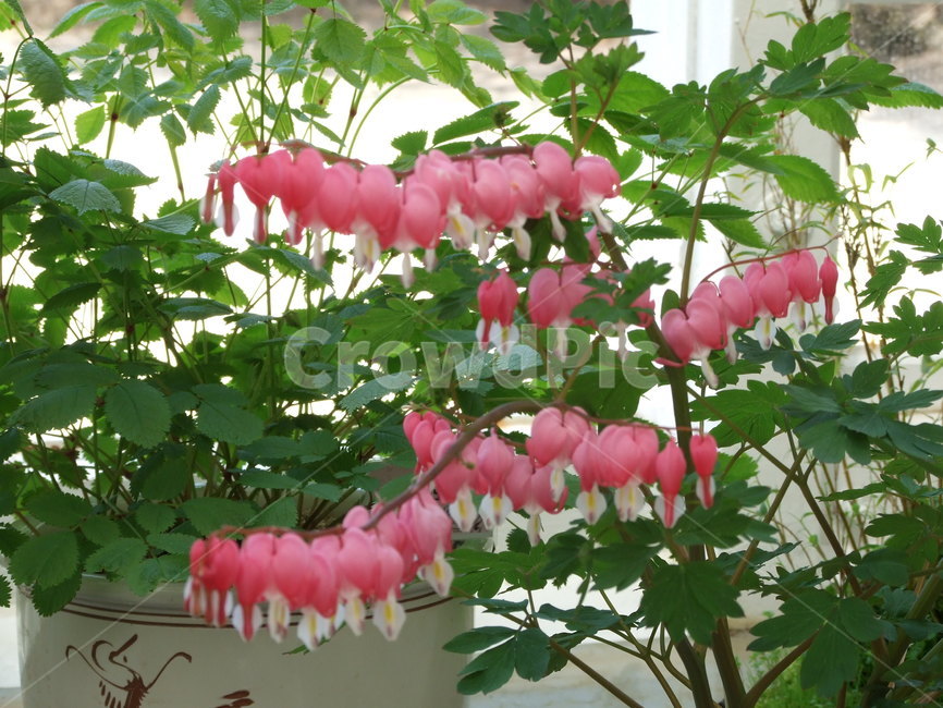 식물,꽃,꽃잎,flower,여름식물,식물,자연,plants,nature,꽃,flower