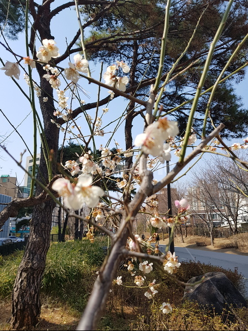 꽃,봄,봄꽃,벚꽃,공원,봄나들이,꽃축제,봄날씨,개화,흰꽃,나뭇가지,flower,spring,식물,자연,plants,nature,꽃,flower