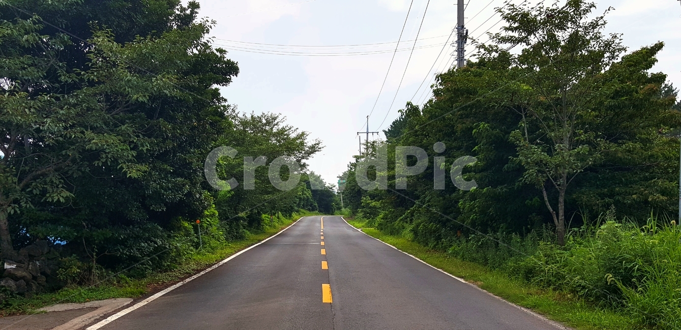도로,길,직진,아스파트,가로수,여름,차선,자연,풍경,nature,landscape,road,highway,고속도로,freeway,고속 도로
