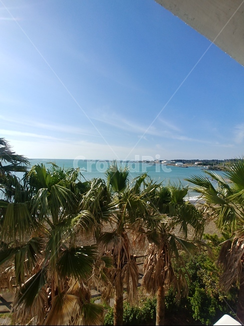 바다,제주도,야자수,여름,나무,자연,풍경,nature,landscape