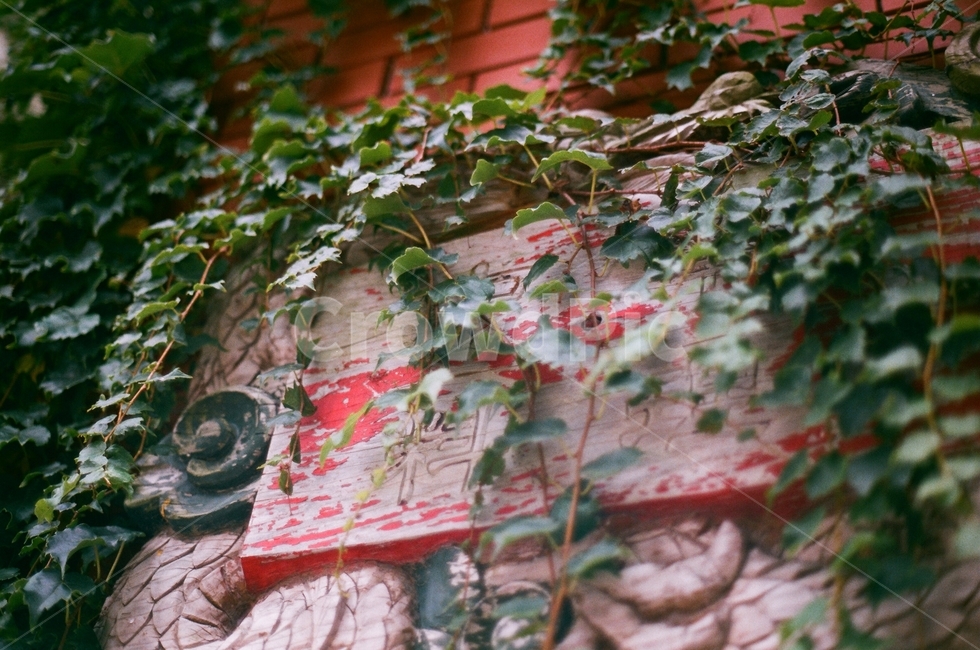 담쟁이,ivy,식물,plants,벽,wall,brick,필름사진,filmphoto