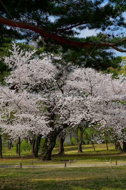 창경궁,벚꽃,벚꽃나무,하늘,봄,서울,한국,대한민국,korea,spring,changgyeonggungpalace,palace,changgyeonggung,seoul,cherryblossom,tree,자연,nature,식물,plants,한국적인,한국자연,한국풍경,경치,landscpae,4월,april,봄꽃,구름,sky,cloud,왕궁,궁전,궁궐,식물,자연,plants,nature,나무,trees,wood