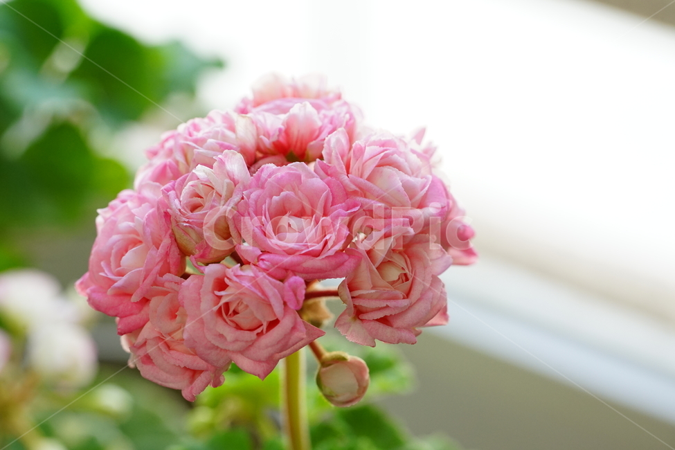 꽃,플라워,화분,flower,식물,생명,생물,감성,접사,색감,컬러,식물,자연,plants,nature,꽃,flower