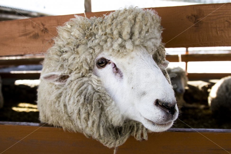 동물,양,여행,강원도,목장,동물,animal,포유류,mammal,산업,industry,industrial,목축업,목장,livestock farming,ranching,pasture