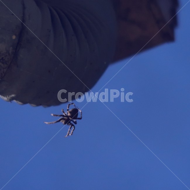 nature,outdoors,countryside,sky,spider,insect,beetle,blue,night,자연,옥외,야외,시골,지방,하늘,거미,곤충,거미집,파란,저녁,동물,animal,곤충,벌레,insect,bug