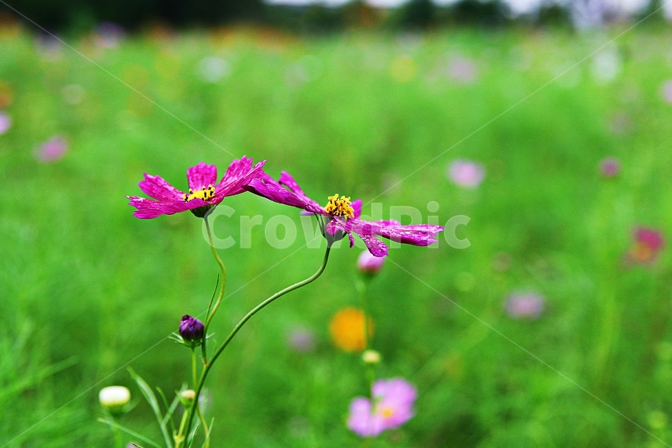코스모스,꽃,꽃잎,식물,자연,가을,가을꽃,공원,식물,자연,plants,nature,꽃,flower