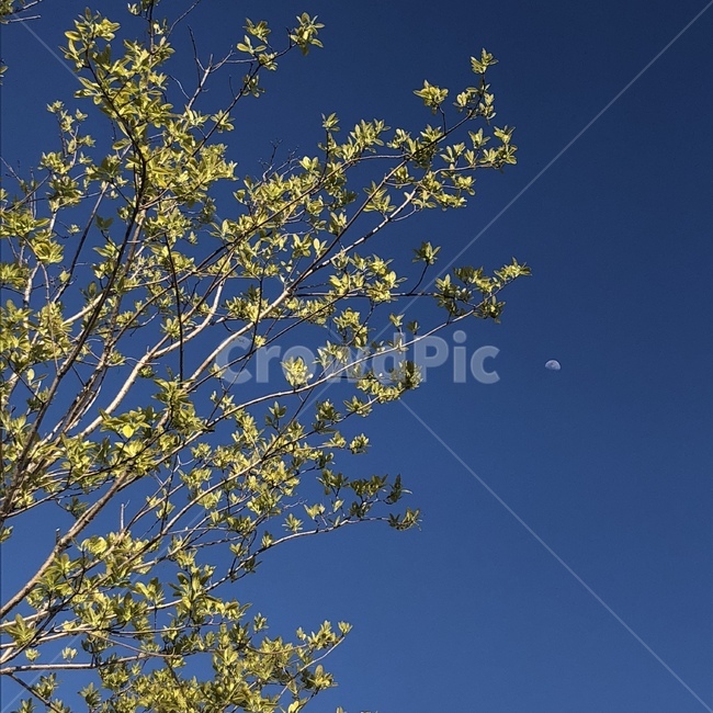 tree,나무,plant,식물,treetrunk,나무줄기,하늘,나무줄기하늘,반달,초승달,파란하늘