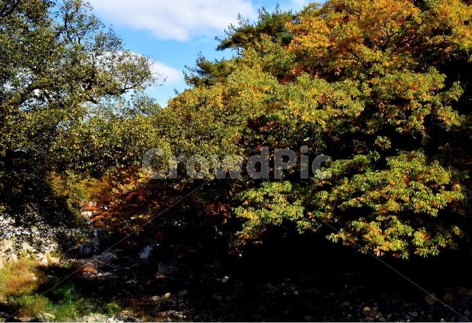 가을,단풍,경치,낙엽,색갈,조화,아름다움,힐링,가을,계절,fall,autumn,season,자연,풍경,nature,landscape,tree,나무,plant,식물