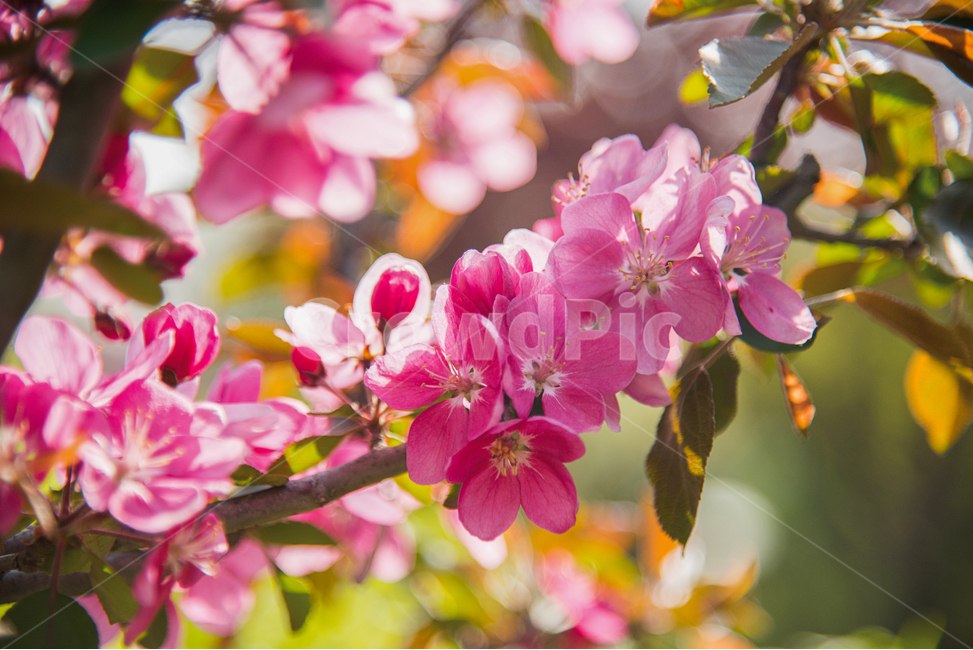 동백,동백나무,동백꽃,꽃,식물,나무,camellia,식물,자연,plants,nature,꽃,flower