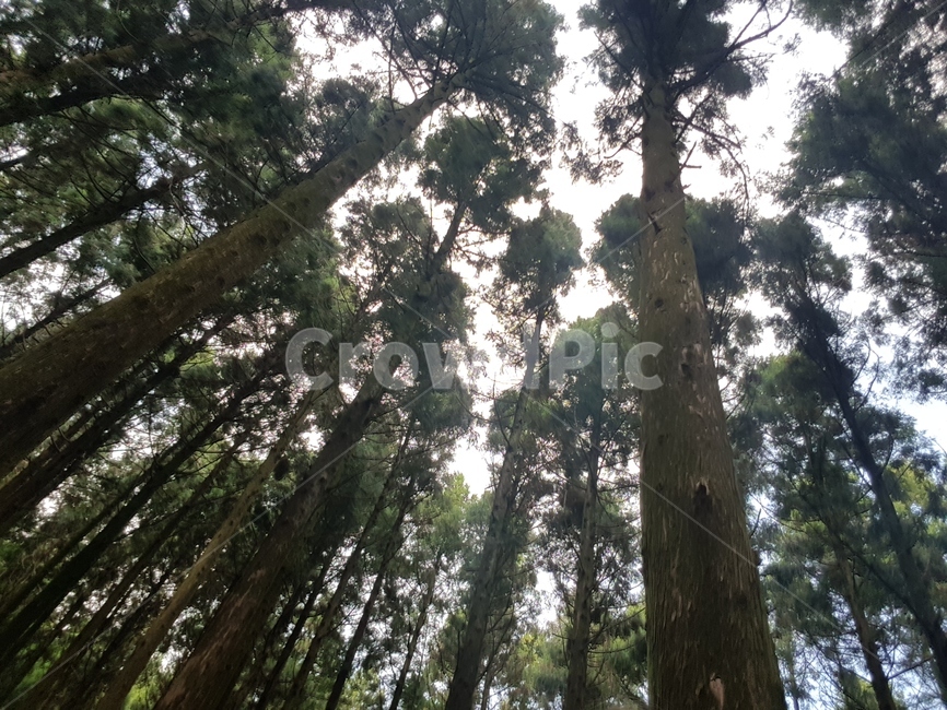 tree,나무,식물,하늘,자연,풍경,식물,자연,plants,nature,나무,trees,wood