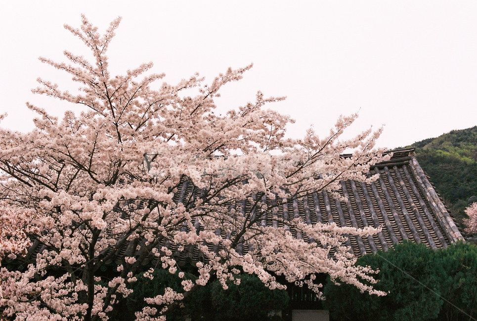 봄,꽃,벚꽃,자연,필름,아날로그,film,analog,flower,spring,nature,풍경,감성,봄,계절,spring,season,한국전통,한국문화,korean traditional,korean culture,식물,자연,plants,nature,꽃,flower,건축물,건물외관,exterior,building,structure,architecture,construction,plant,blossom