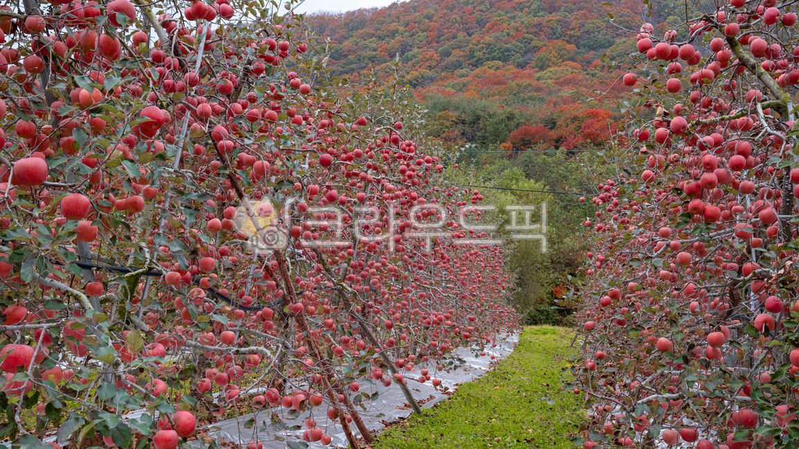 fruit,apple farm,tree branches,apple garden,apple,orchard,fall,fruit tree,ripening,fruition,season,thick apples,hanging,red apples,apple tree