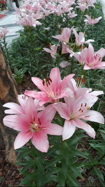 꽃,나리꽃,분홍색,꽃무리,식물,flower,blossom,plant,식물,자연,plants,nature,꽃,flower